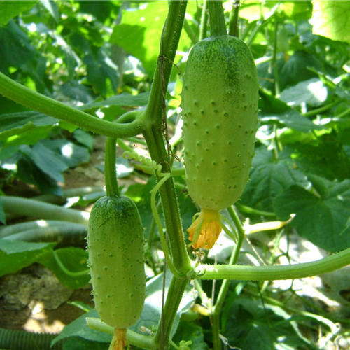 農藥殘留檢測儀